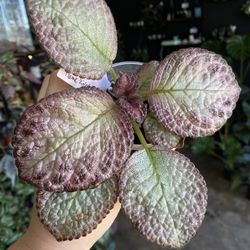 ✨Episcia Flame Violet | Red Flower ✨