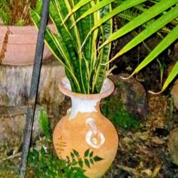 Snake Plant In A Terracotta Vase