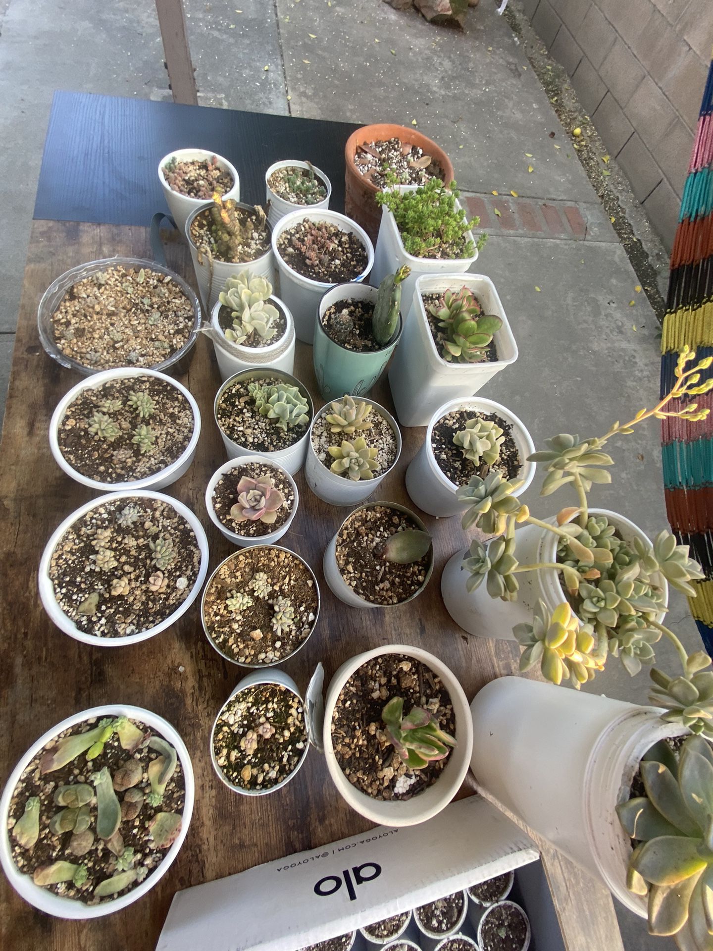 All Plants For Only $ 10    20 Pot