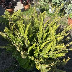 Large Fern With Succulents 
