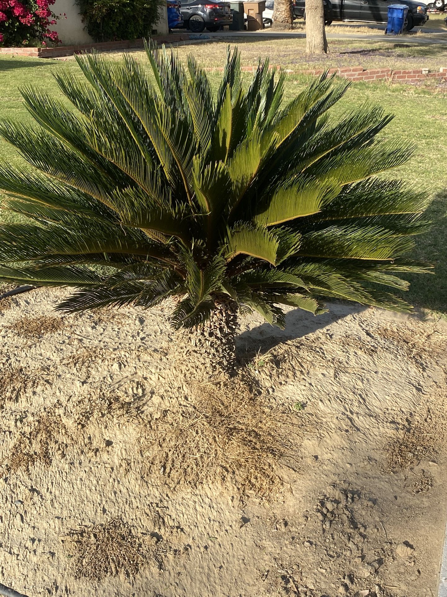 Sago Palm