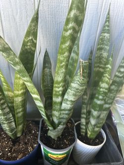 Larger Snake Plants