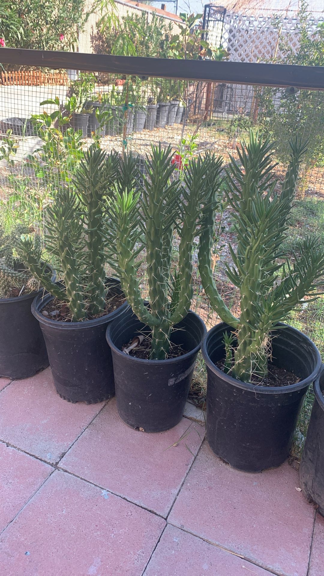 Eve Needle Cactus