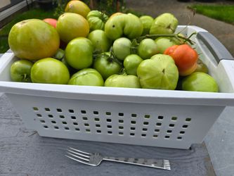 Green tomatoes