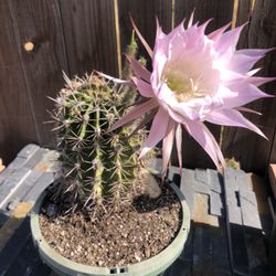 Cactus