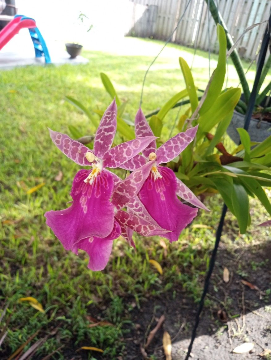 Orchid Cutting