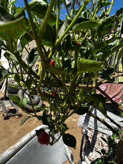 Chile 🌶️ piquín
