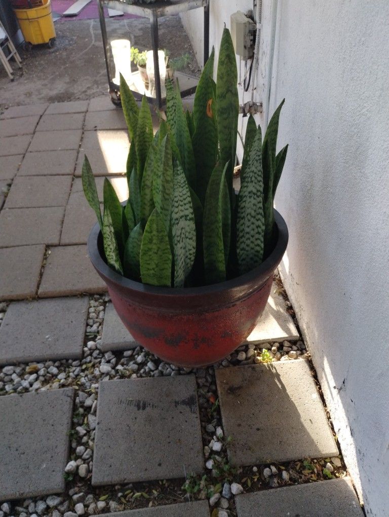 $20 Plant