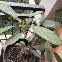 2 Avocado Trees for Sale – $35 for BOTH (No Separation) 