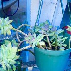 Succulent