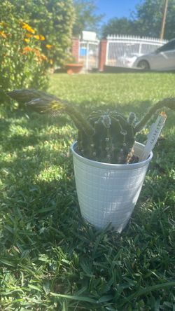Real Cactus