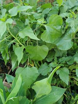Sunflower Plants Free