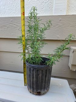 Rosemary plant