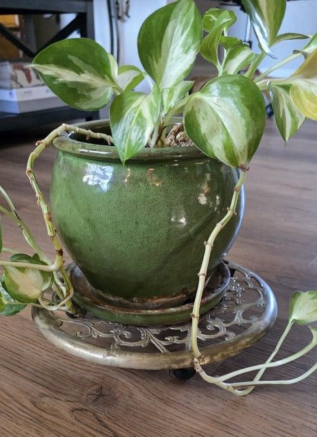 Vintage 11" Brass Rolling Casters Wheels Dolly Floor Protector Plant Stand