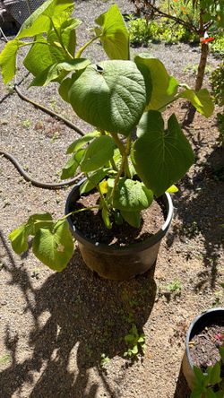 Ocullo plant