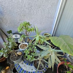 Suculent Plants