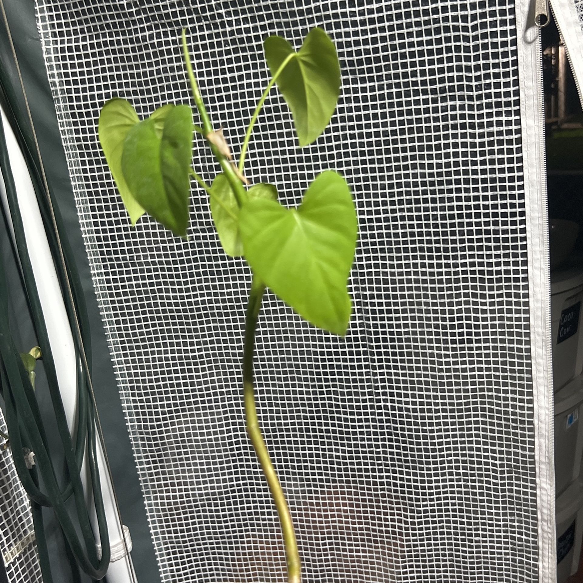 Philodendron Jacquinii/Hoffmanii for Sale in Hialeah, FL - OfferUp