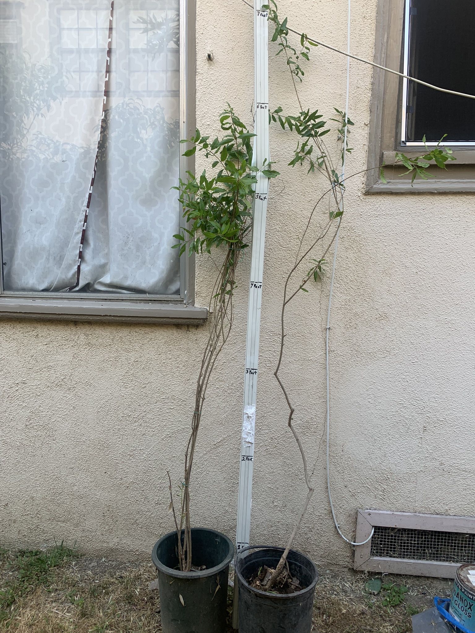 Pomegranate Tree 🌲 8 Foot Tall