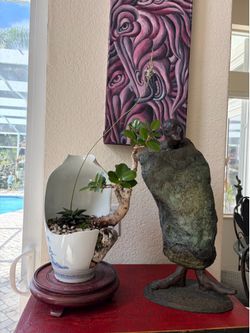 Ficus bonsai