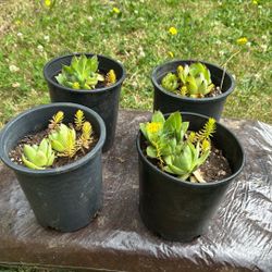 $5 Each Succulent 1 Gallon 