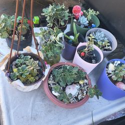 ****plants 4 sale****
