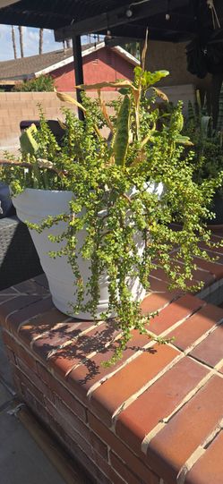 Large planters $50 medium ones $30