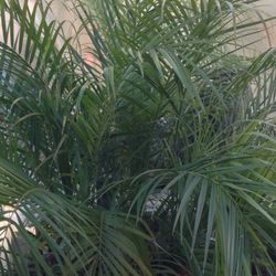 Tres Palmas De Dátiles En Medio Barril Están Muy Aclimatadas $130