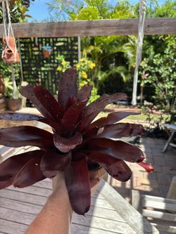 Bromeliads 5$ Each Very Healthy 