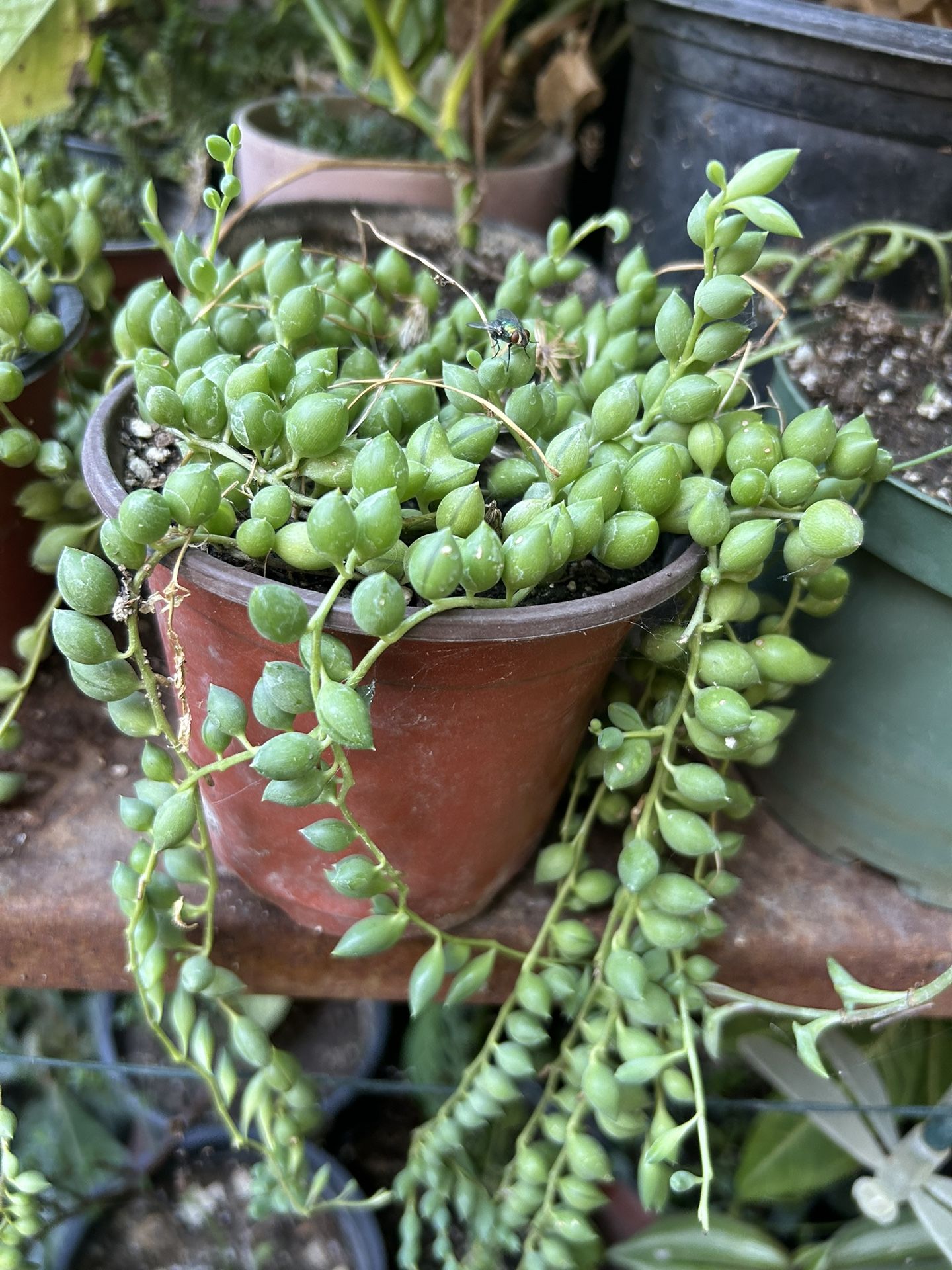 Planta
