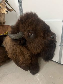 Buffalo Bison Huge Mount