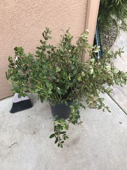 Bush with Pink Flowers