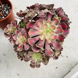 Aeonium Hunna Variegated Imported