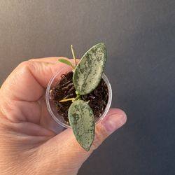 Hoya  Lima silver 