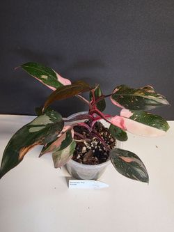 Philodendron Pink Princess