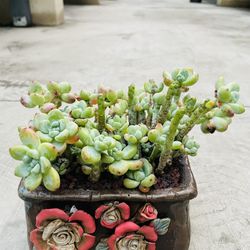 Sedum Succulents + Free Pot