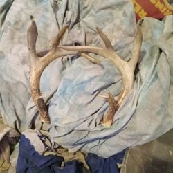 Deer auntlogs  And Moses auntlog 