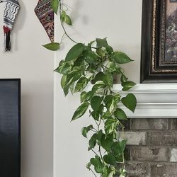 Climbing Plant