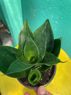 Bird nest plants 🪴
