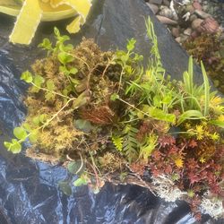 Log Planted With Succulents