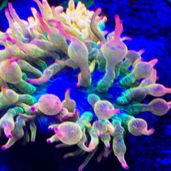 Arizona Sunset Anenome 