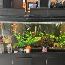 55 Gallon aquarium 