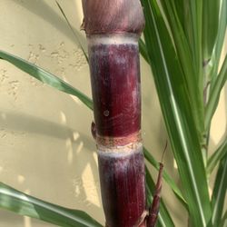 Kava Rangri Sugarcane Sugar Cane Plants