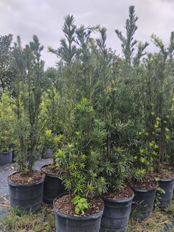 Podocarpus Hedges 15gl 5.5-6ft🏡$45