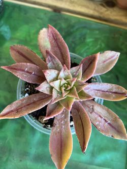 Small Succulent