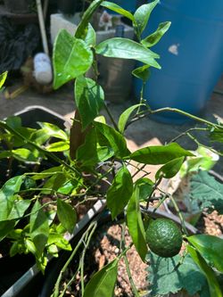 Satsuma Mandarin