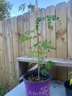 Moringa