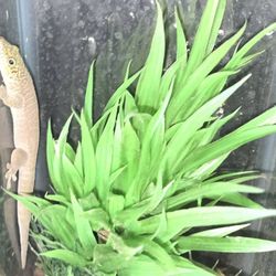 Reptile Setup