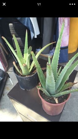 Savila aloe Vera plants
