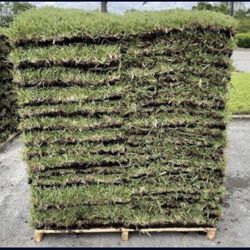 St  Augustine Pallets Of Grass 4 Sale