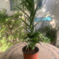 Tall Climbing Aloe Succulent Plant 🌱
